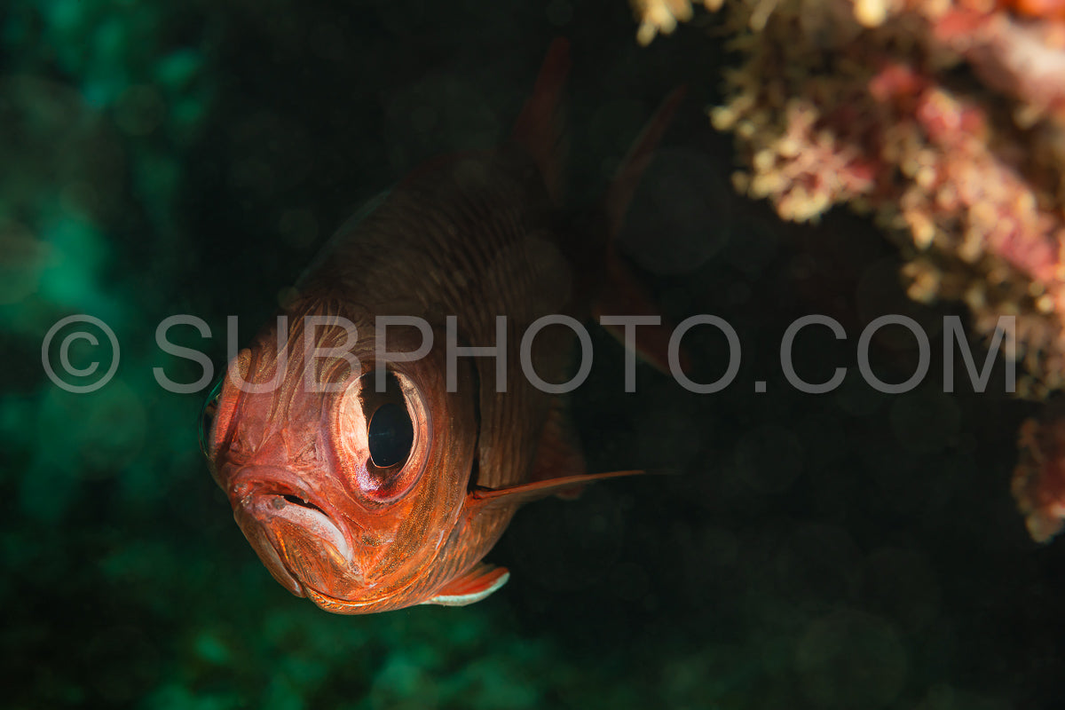 Photo de poisson soldat à grande échelle
