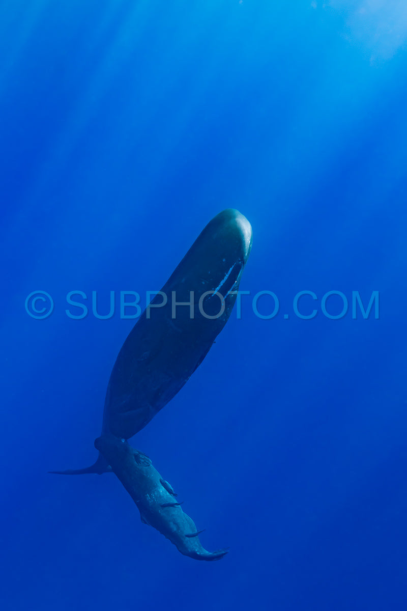 Photo de cachalot autour de l'île Maurice