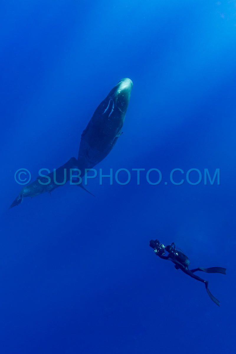 sperm whale or cachalot around the island of Mauritius