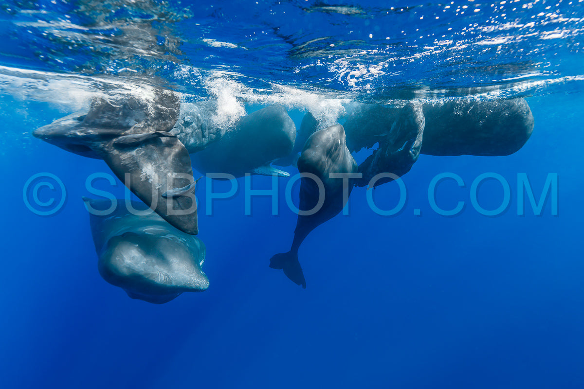 sperm whale or cachalot around the island of Mauritius
