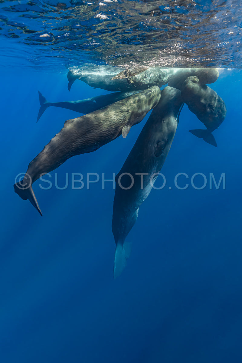 sperm whale or cachalot around the island of Mauritius