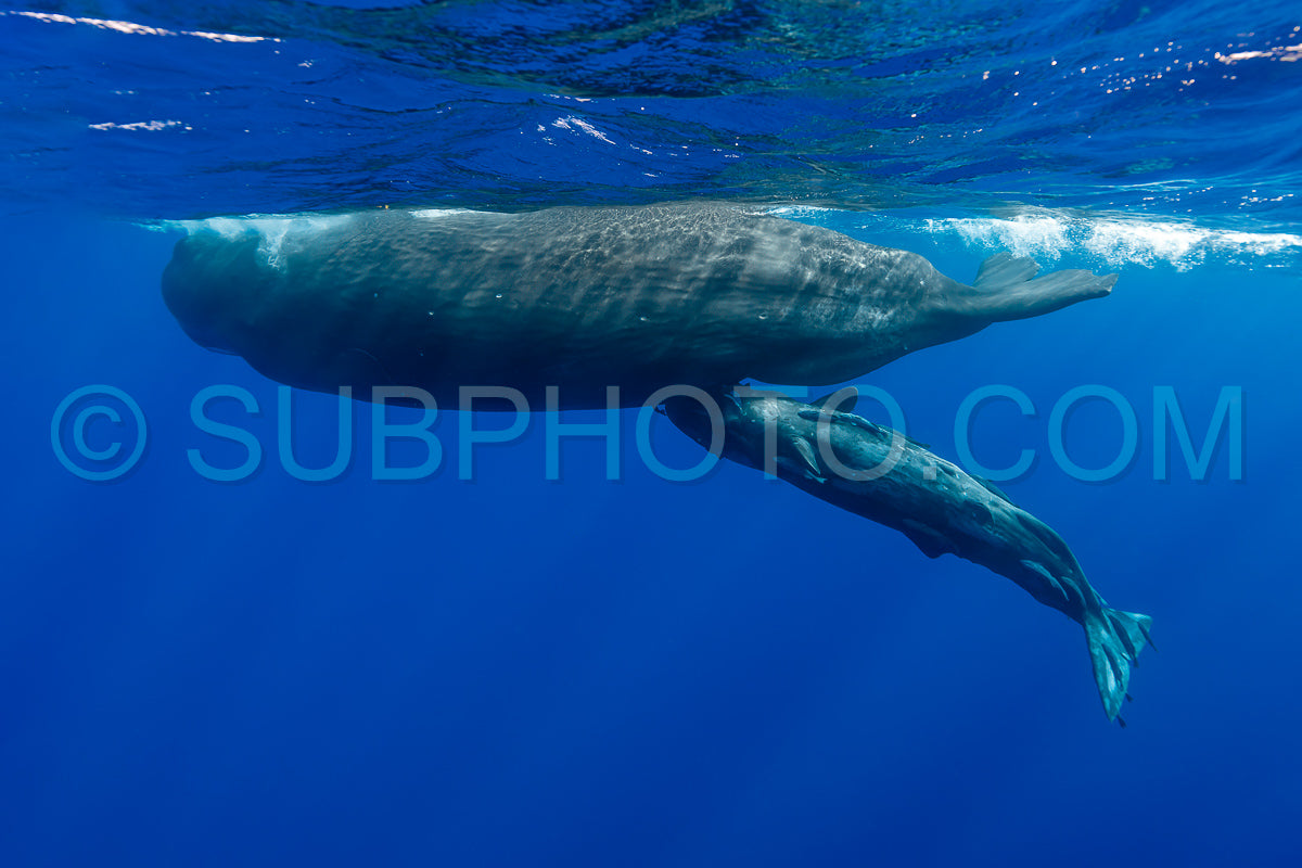 Photo de cachalot autour de l'île Maurice
