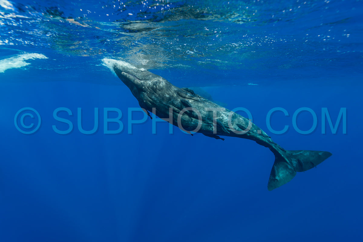 sperm whale or cachalot around the island of Mauritius