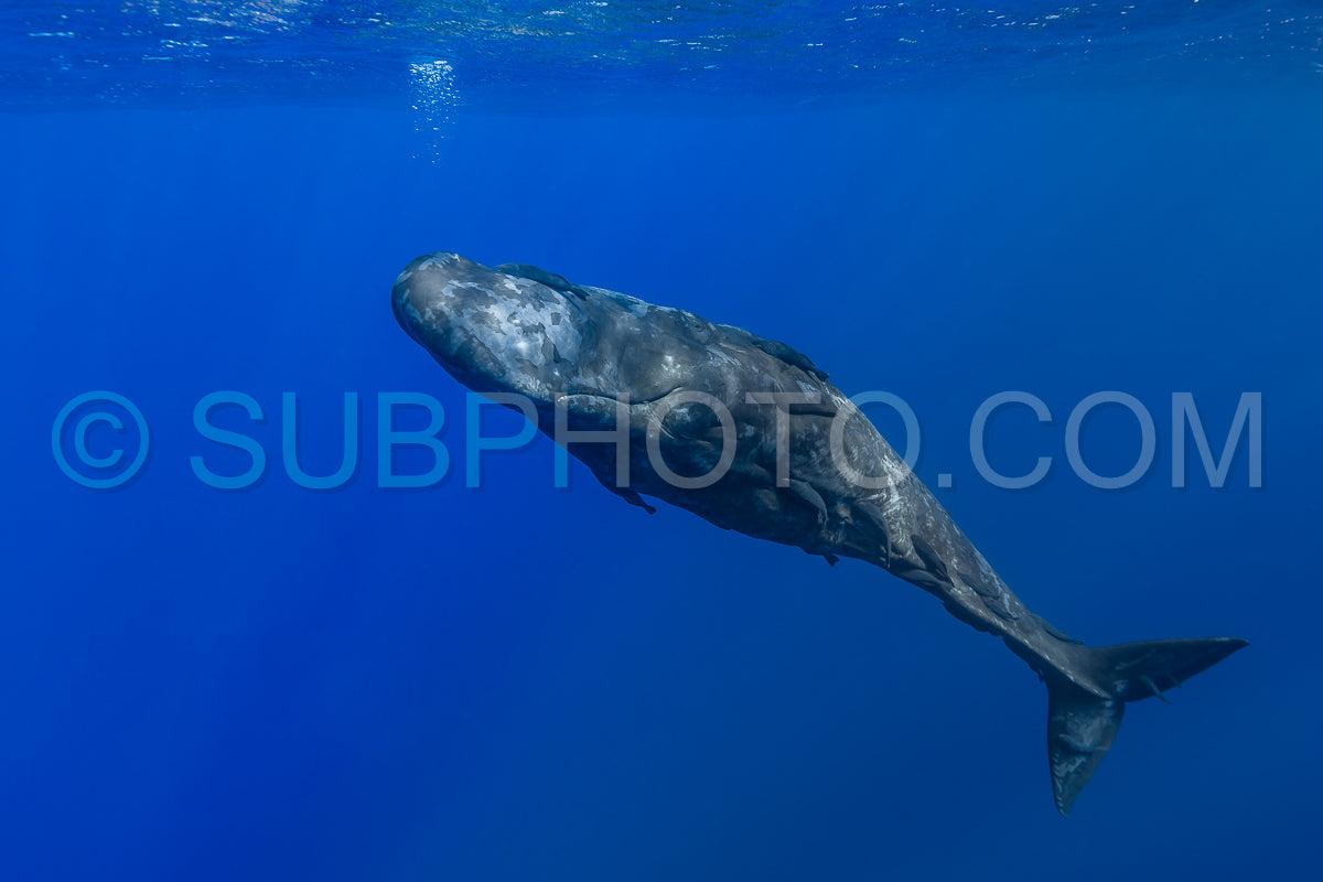Photo de cachalot autour de l'île Maurice