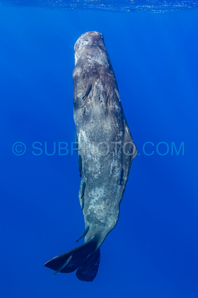 sperm whale or cachalot around the island of Mauritius