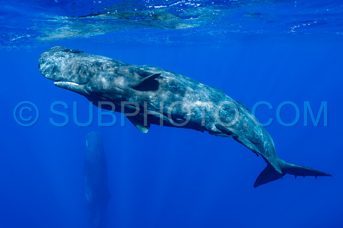 Photo de cachalot autour de l'île Maurice