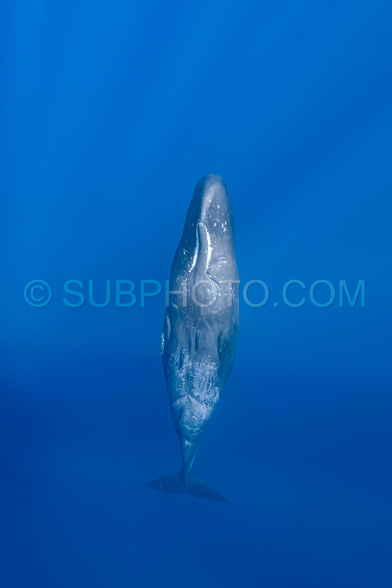 Photo de cachalot autour de l'île Maurice