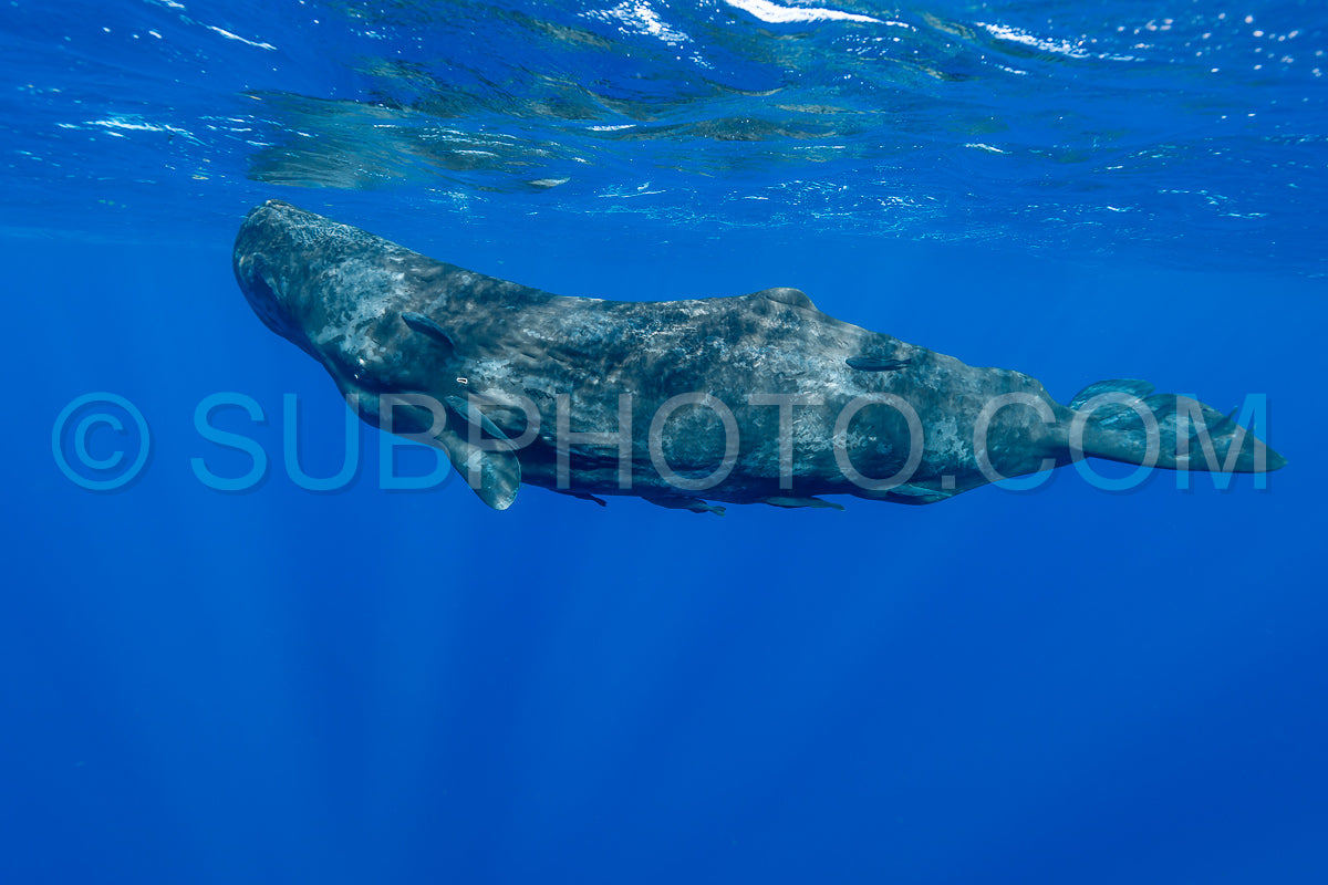 Photo de cachalot autour de l'île Maurice