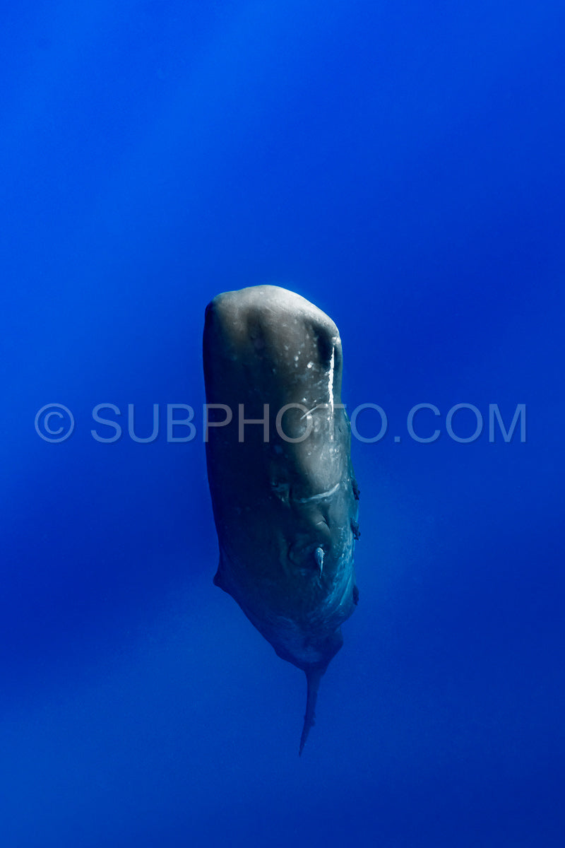 Photo de cachalot autour de l'île Maurice