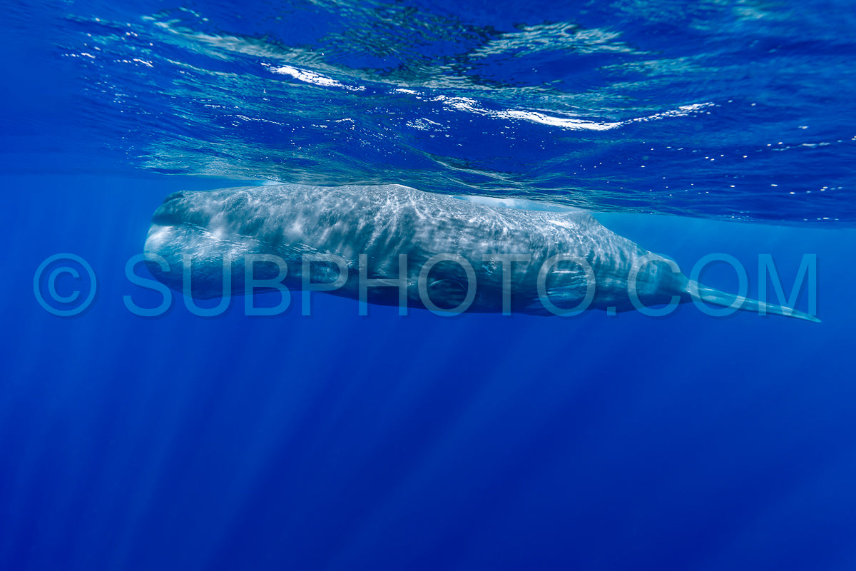 Photo de cachalot autour de l'île Maurice