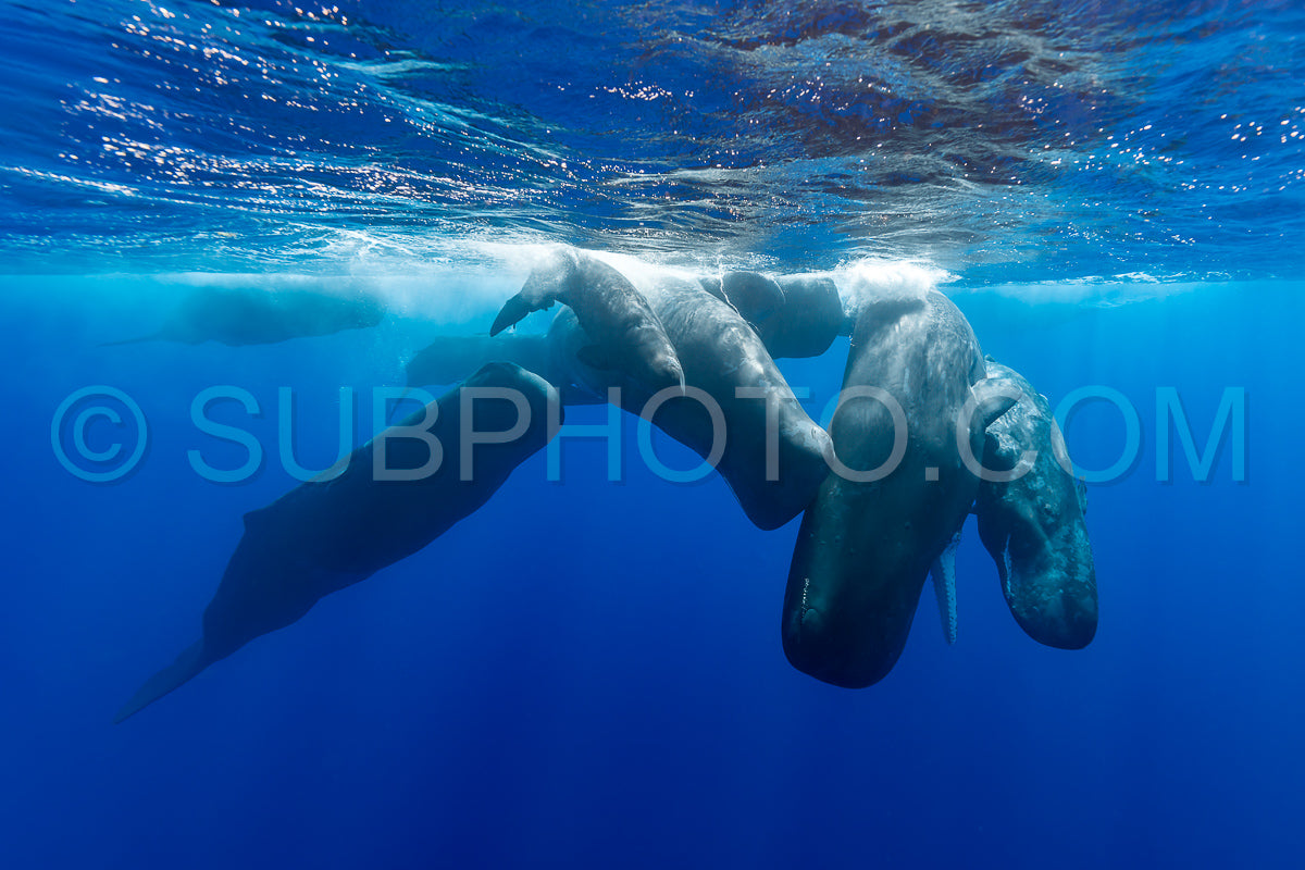sperm whale or cachalot around the island of Mauritius