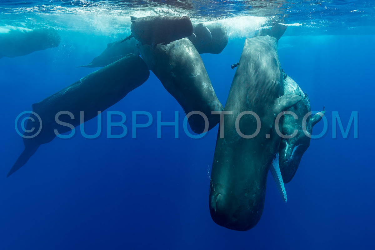 Photo de cachalot autour de l'île Maurice