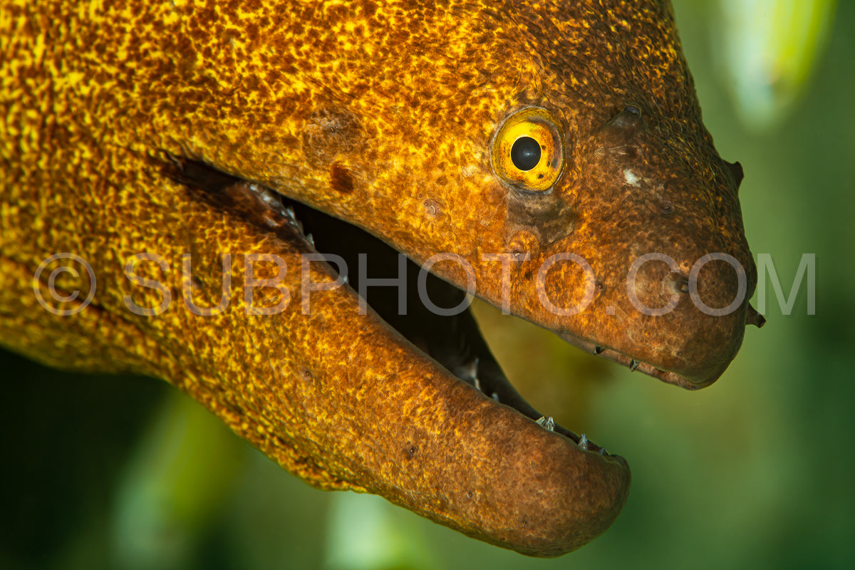 yellowmargin moray fish
