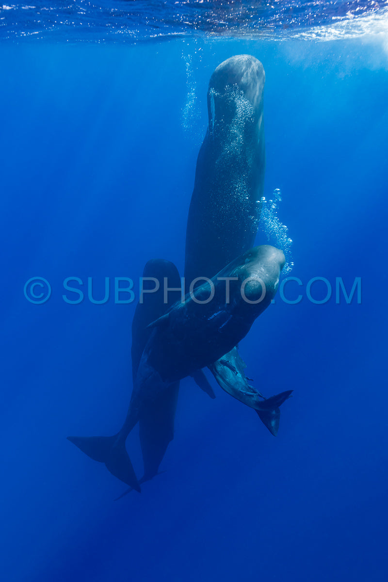 sperm whale or cachalot around the island of Mauritius
