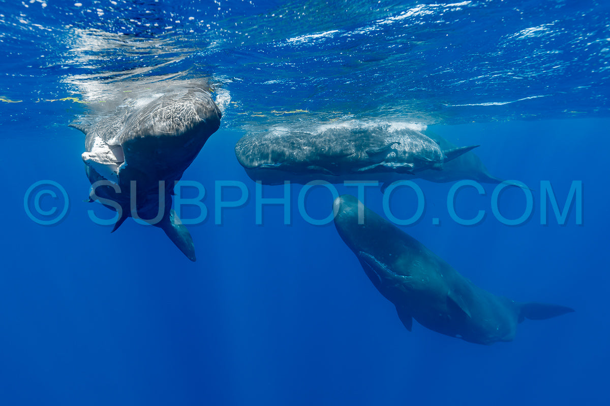 Photo de cachalot autour de l'île Maurice