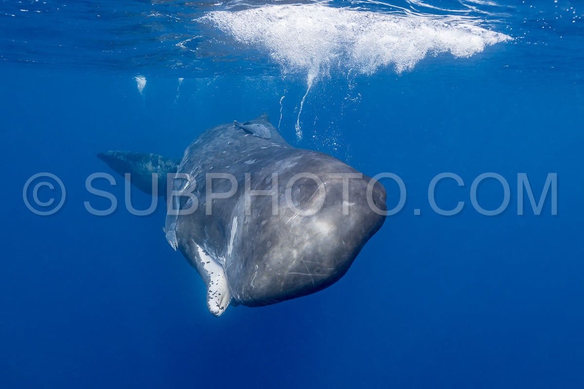 sperm whale or cachalot around the island of Mauritius