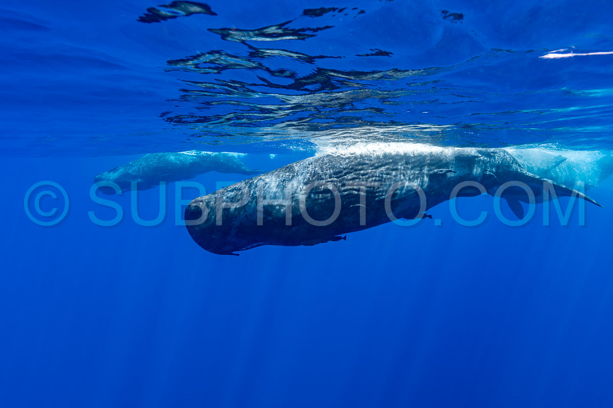 sperm whale or cachalot around the island of Mauritius