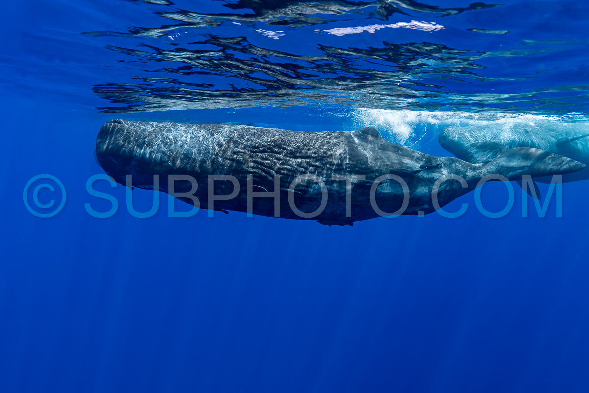 sperm whale or cachalot around the island of Mauritius