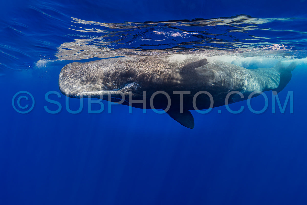 Photo de cachalot autour de l'île Maurice