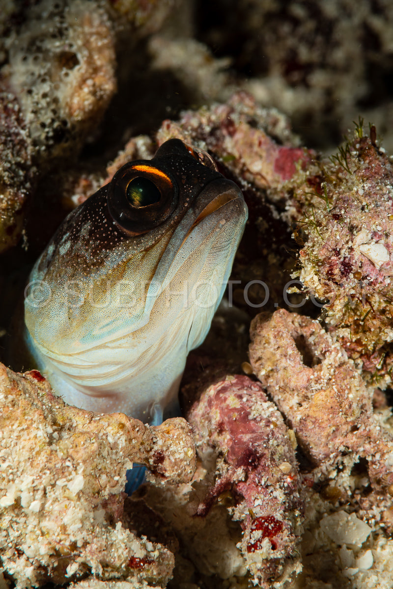 undocumented jawfish fish