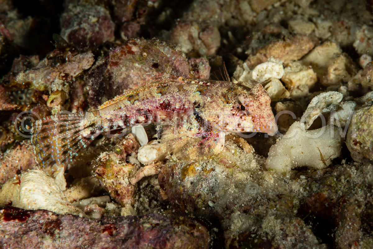 Photo de libellule de moyer