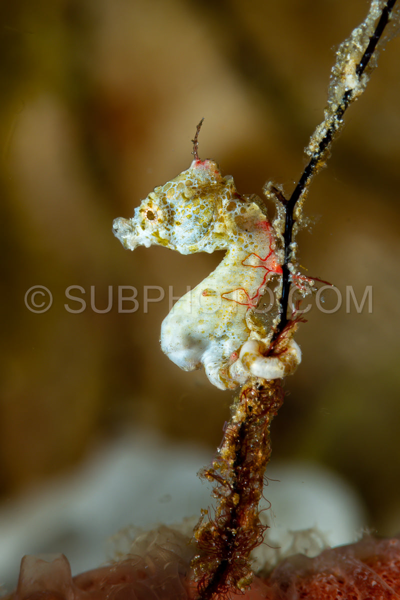 pontoh's pygmy seahorse