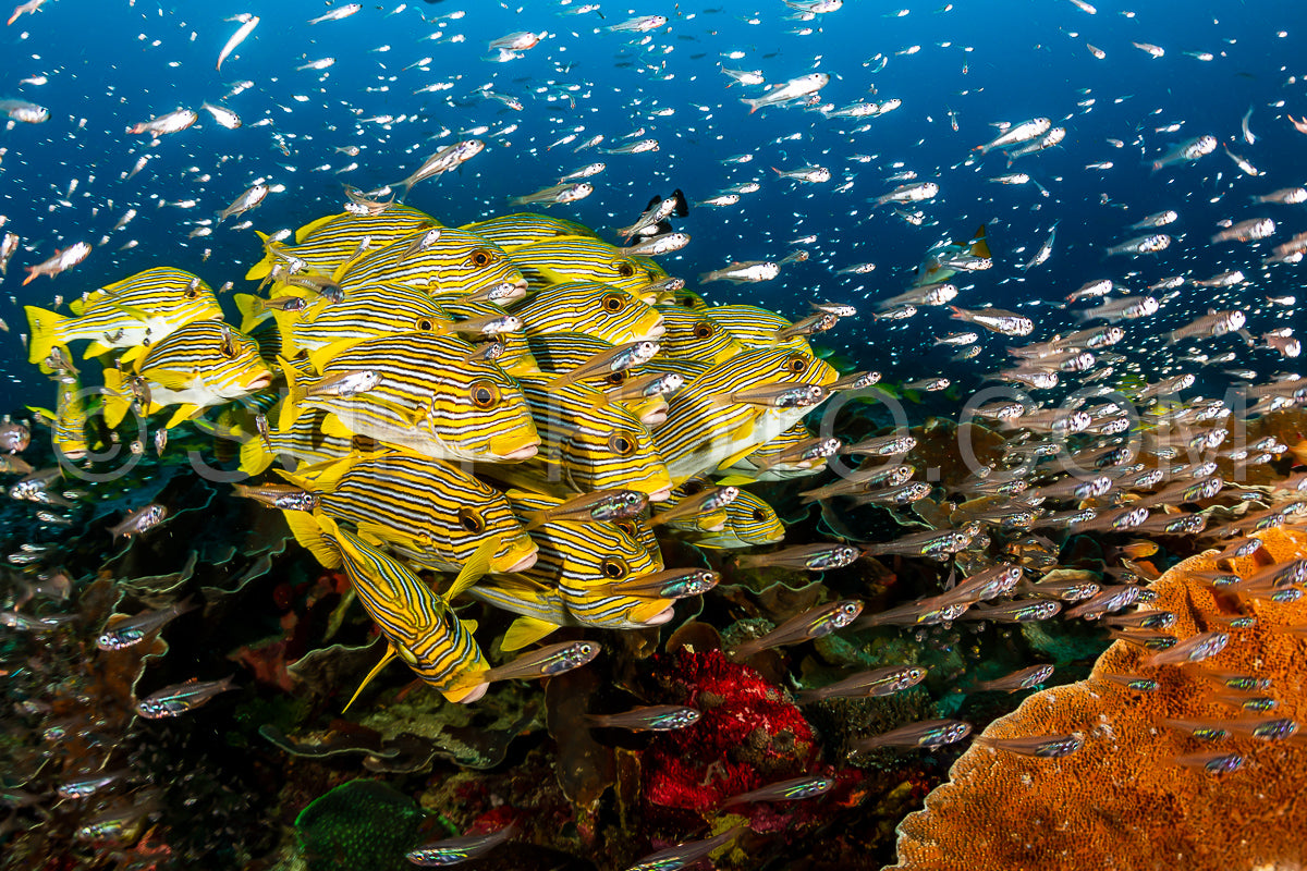 school of ribbon sweetlips