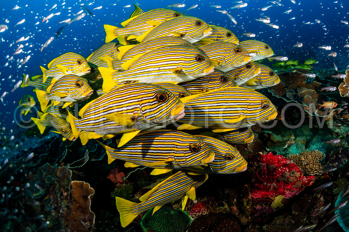 school of ribbon sweetlips