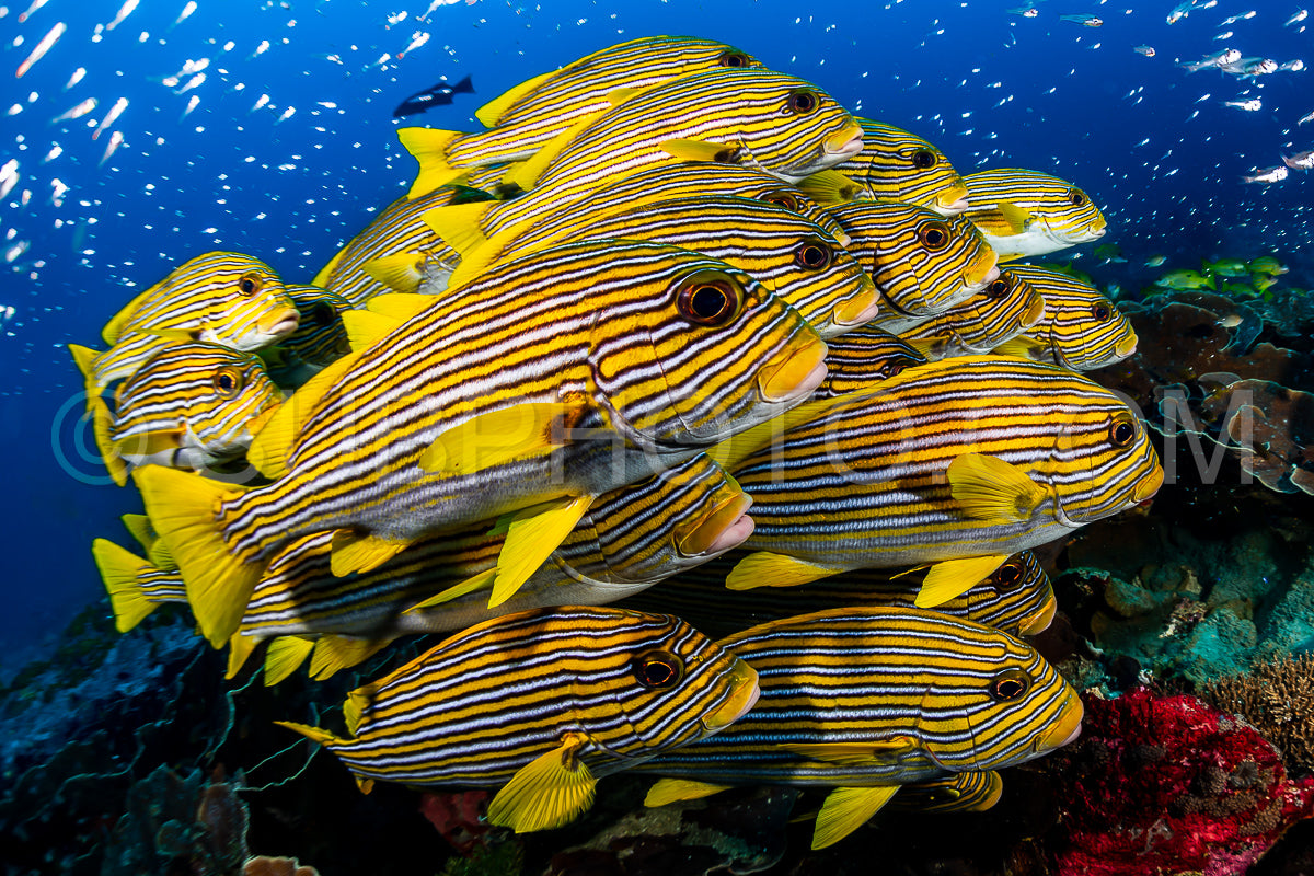 Photo de l'école du ruban