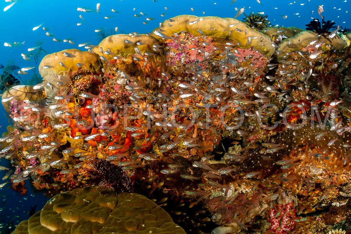 school of largespined glassfish on a reef