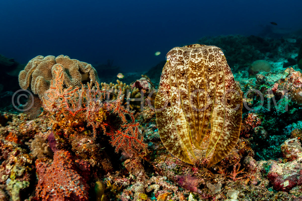 Photo de Seiche à larges pinces sur un récif