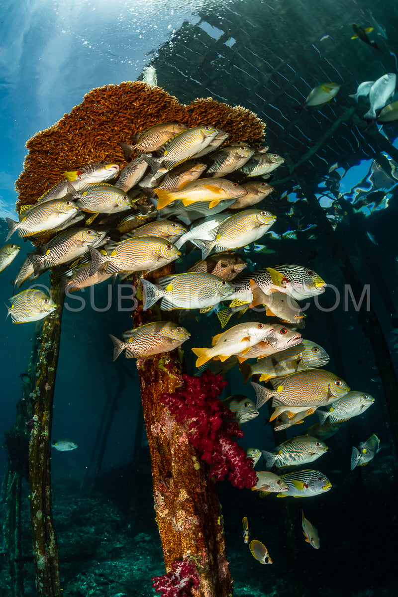 diagonal-banded sweetlips with vermiculate rabbitfish and onespot snapper
