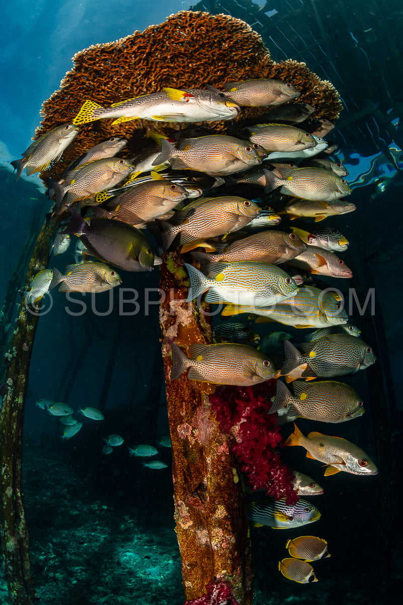 diagonal-banded sweetlips with vermiculate rabbitfish and onespot snapper