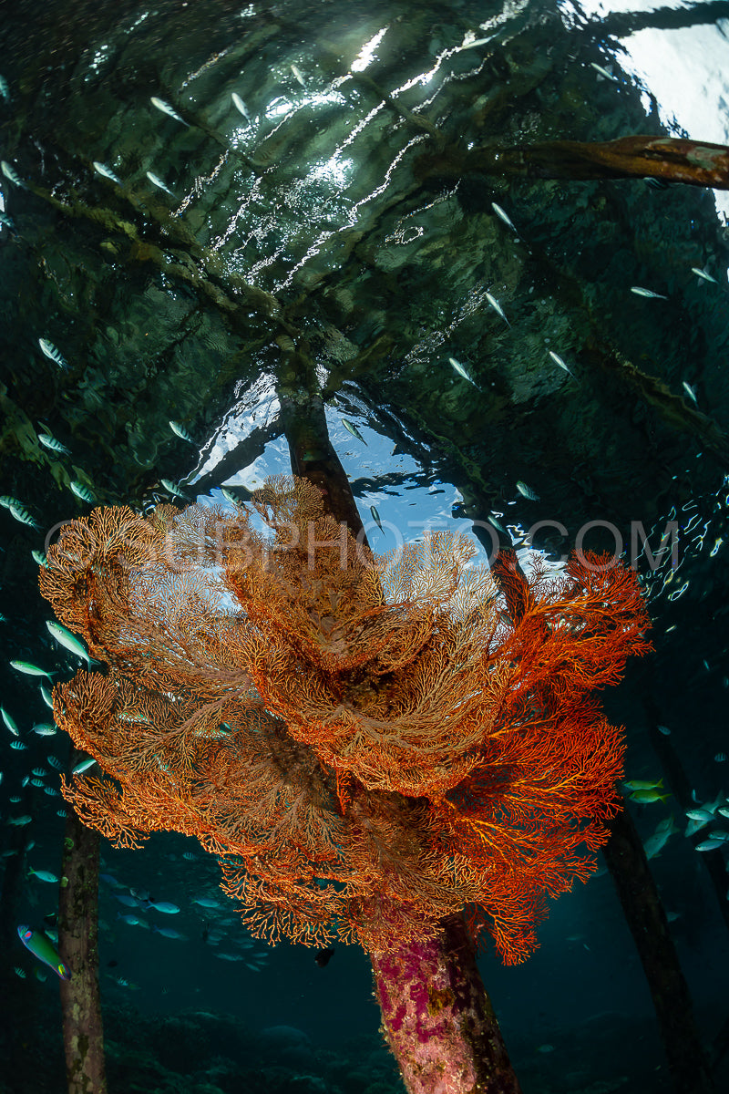 sea fan or gorgonian on a pier with visible water surface and fish