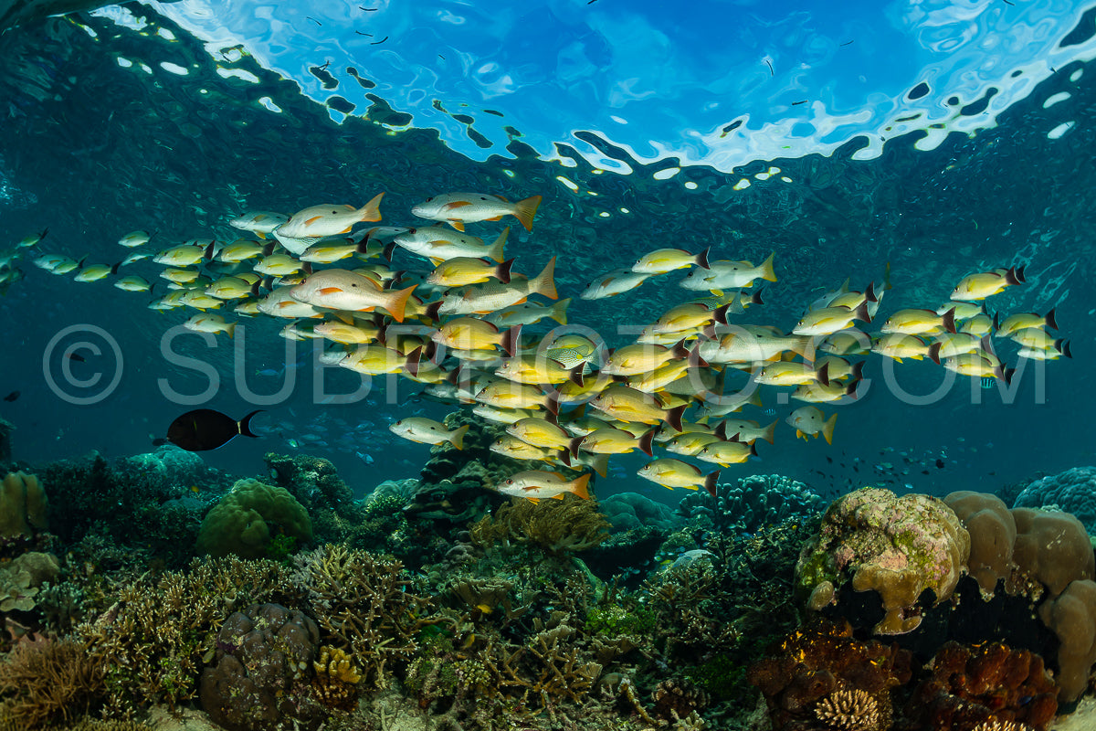school of blacktail snapper fish