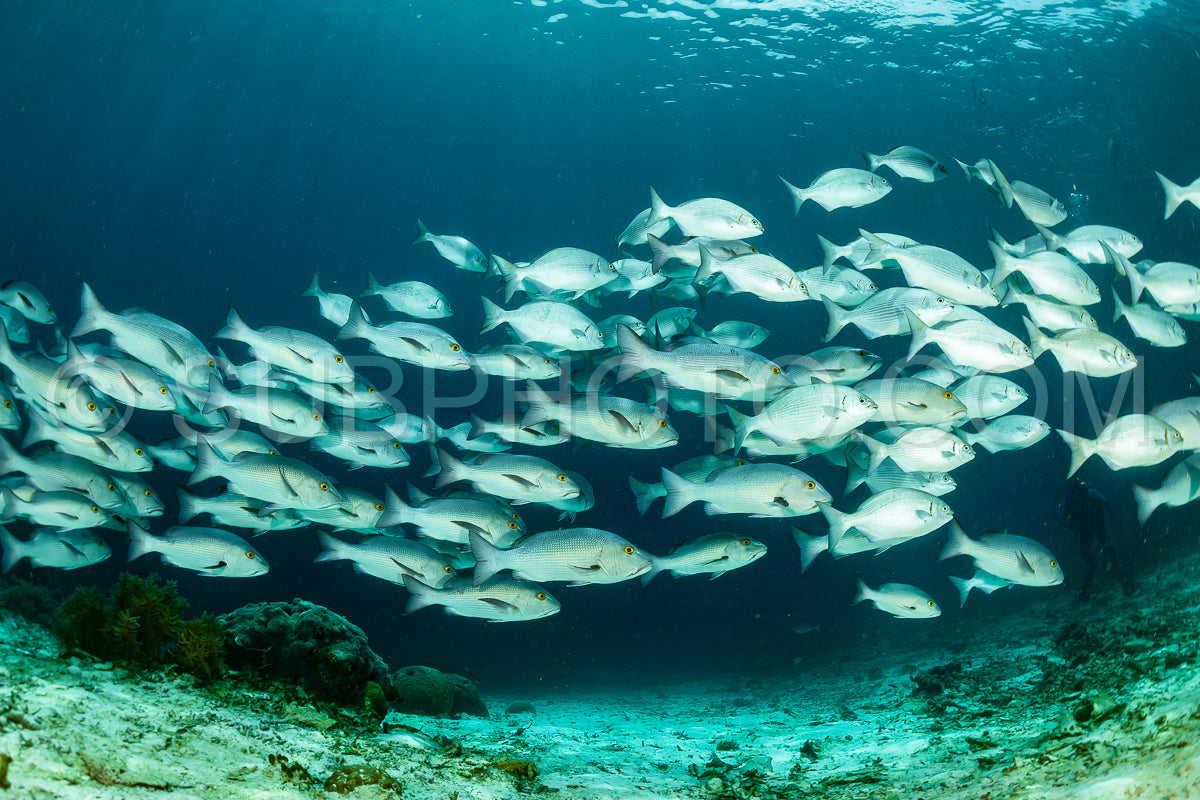 Photo de banc de vivaneaux rouges