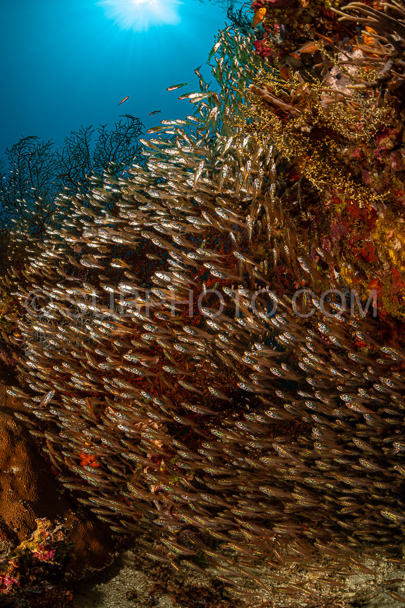 Photo de banc de poissons-verres à grandes épines sur un récif