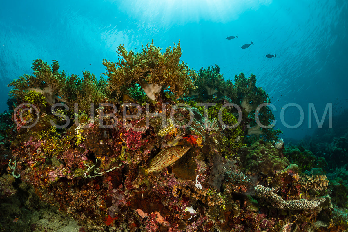 sea fan or gorgonian on the slope of a coral reef with visible water surface and fish