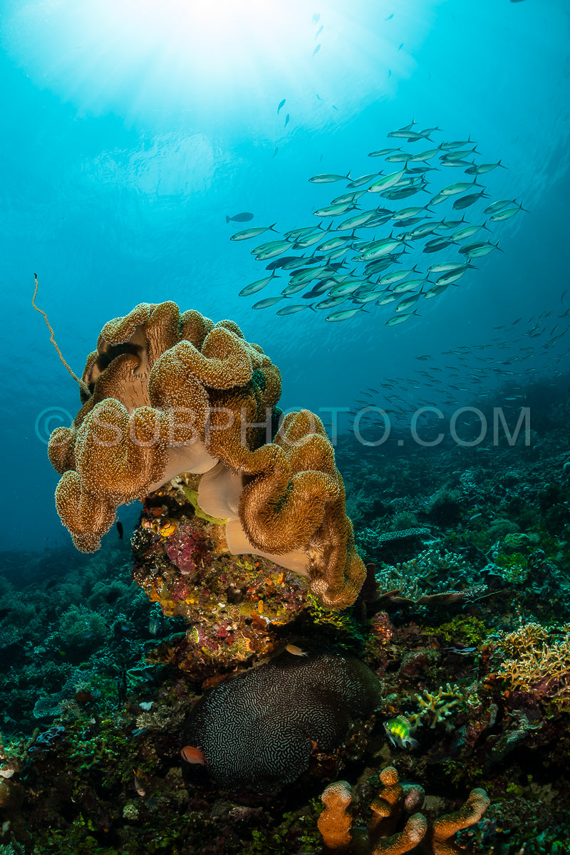 sea fan or gorgonian on the slope of a coral reef with visible water surface and fish