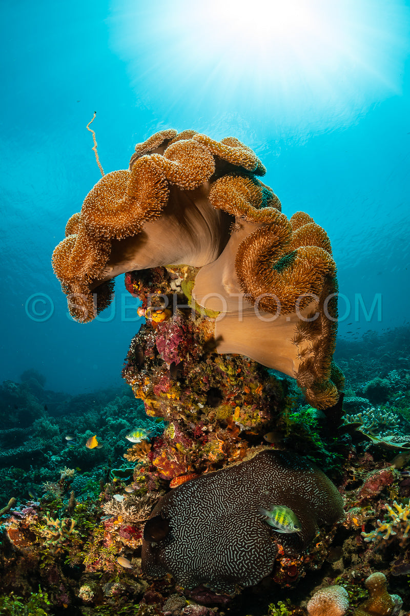 sea fan or gorgonian on the slope of a coral reef with visible water surface and fish