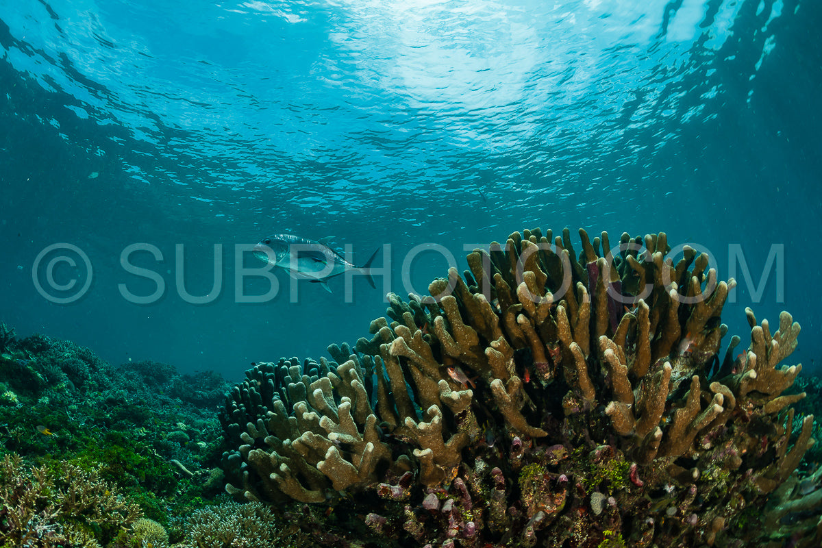 giant trevally being cleaned by wrasses