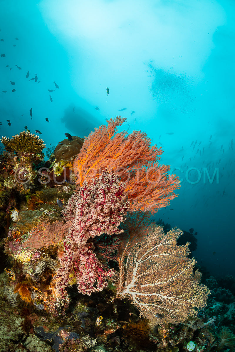 Photo de éventail de mer ou gorgone sur la pente d'un récif corallien avec une surface d'eau visible et des poissons