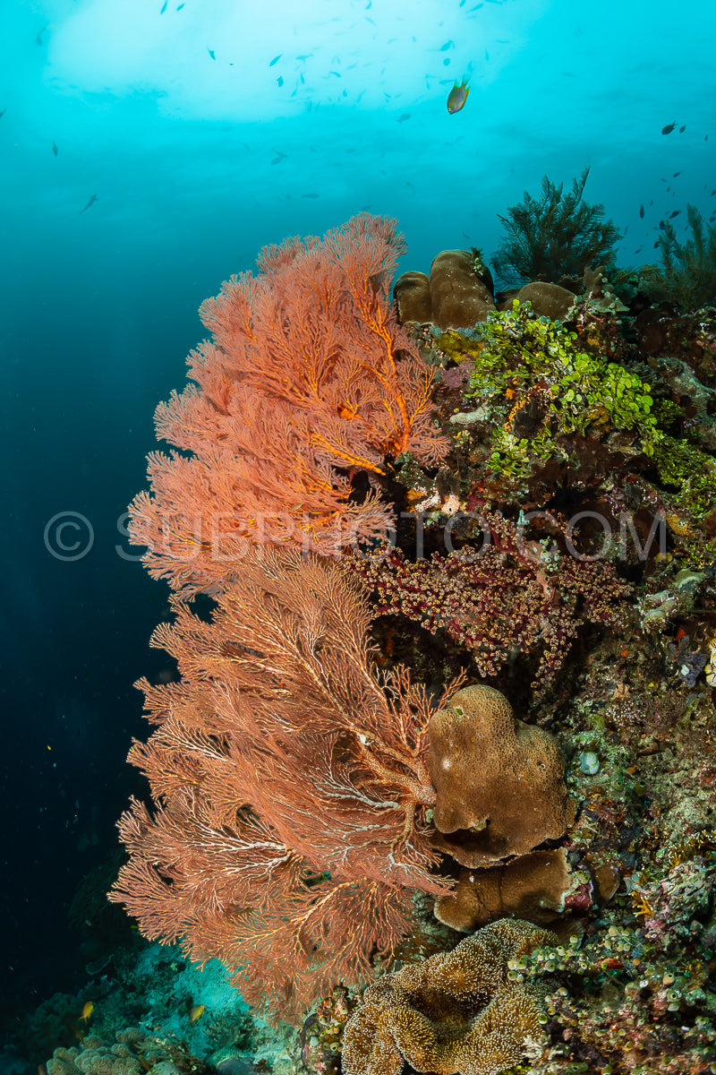 Photo de éventail de mer ou gorgone sur la pente d'un récif corallien avec une surface d'eau visible et des poissons