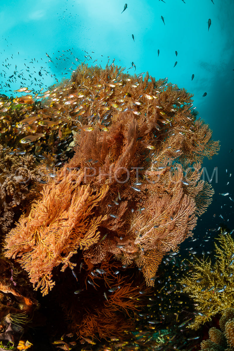 sea fan or gorgonian on the slope of a coral reef with visible water surface and fish
