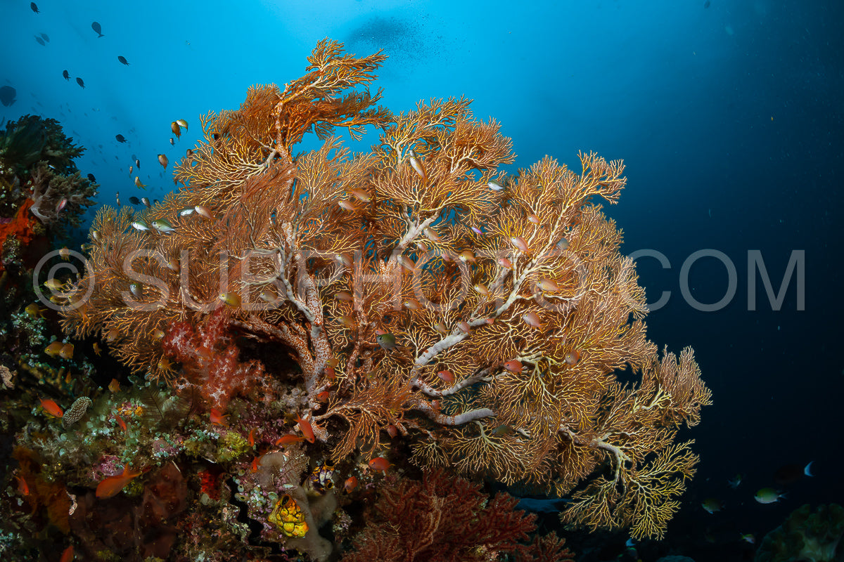 Photo de éventail de mer ou gorgone sur la pente d'un récif corallien avec une surface d'eau visible et des poissons