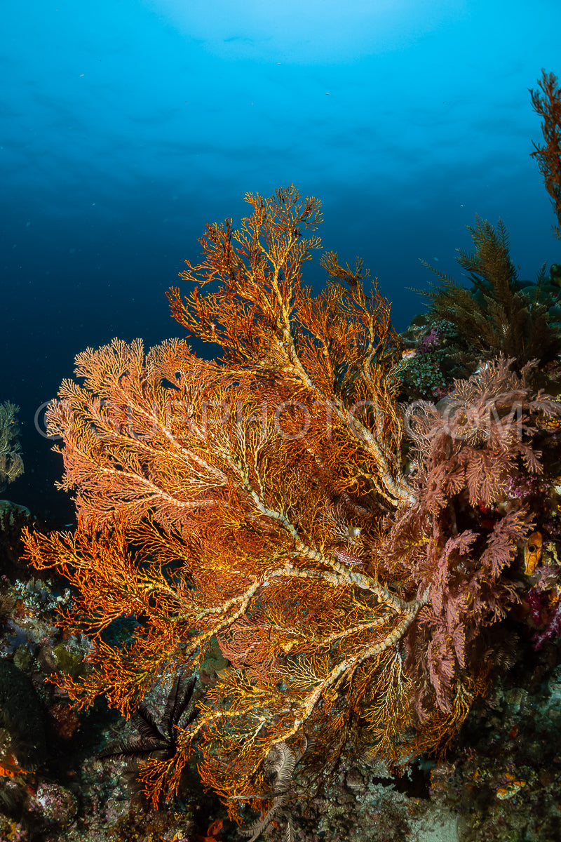 Photo de éventail de mer ou gorgone sur la pente d'un récif corallien avec une surface d'eau visible et des poissons