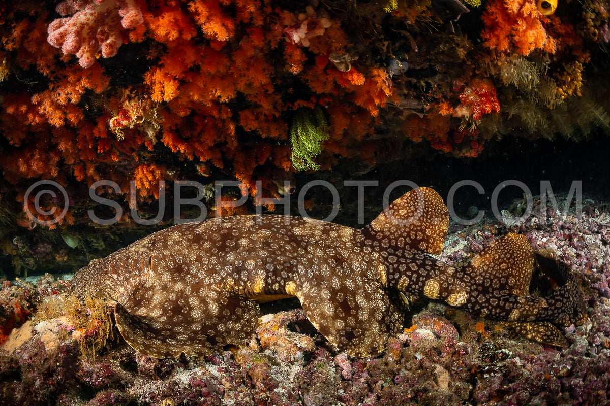 Photo de requin wobbegong orné