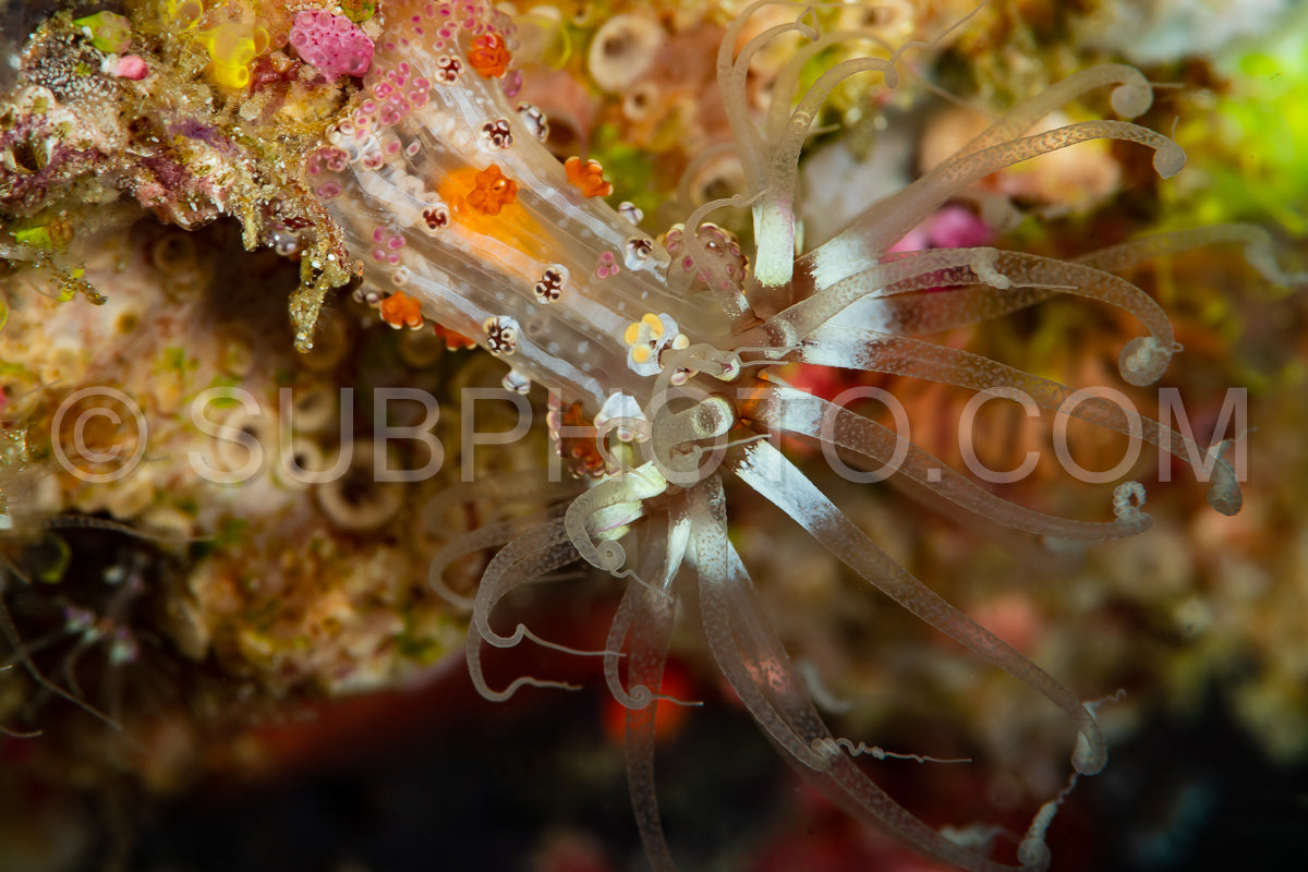 sea anemone on a reef