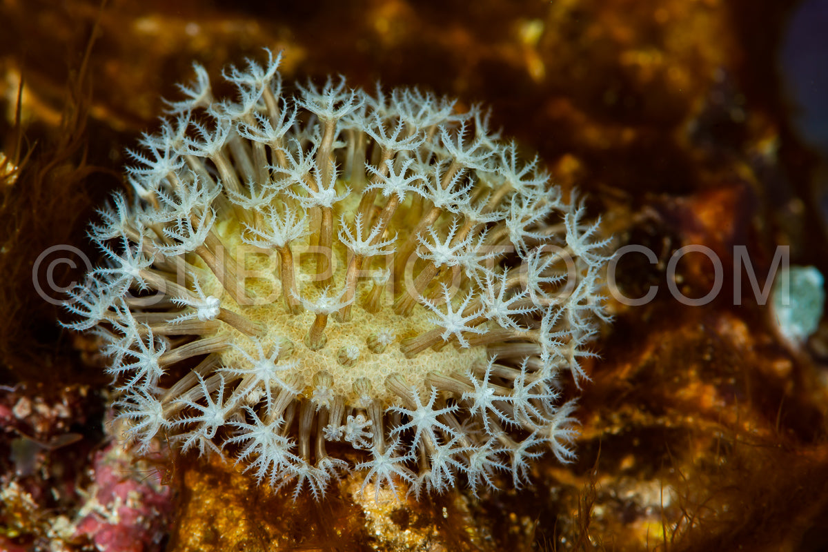 zoanthids colony with hexacorallian polyps