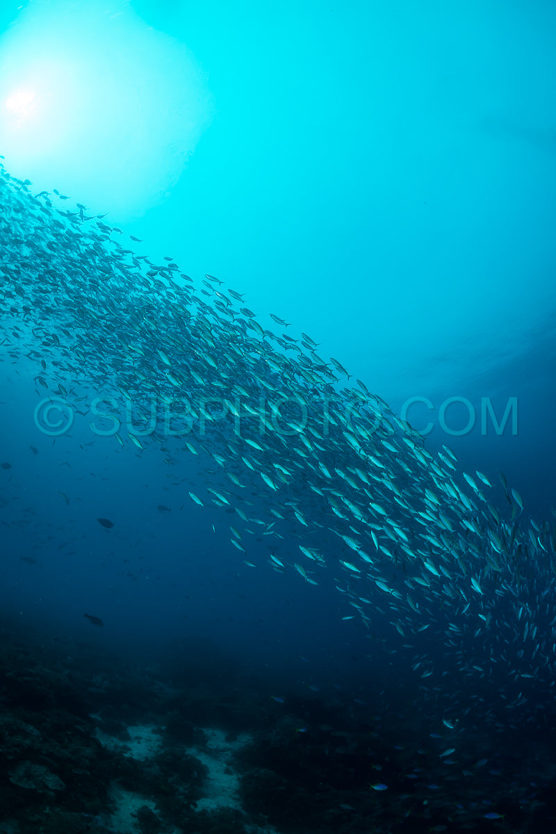 Photo de banc de fusiliers à bande étroite